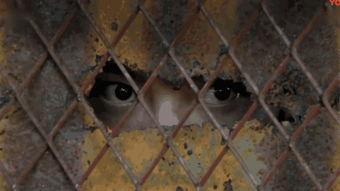 囚笼之鸟,探寻自由与束缚的哲学寓言